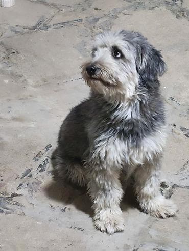 shih tzu stenci: 2 il — 2