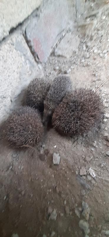 alıcı quş adları: - Təsvir: Fotolarda görünən dörd ədəd tikanlı ezgi (kirpi). Təbii — 1