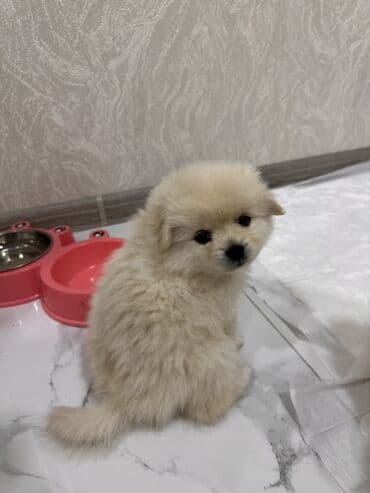 померанский шпиц цена: Шпиц, 1 месяц, Самец — 5