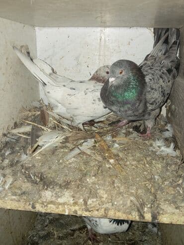 Cütlük ev göyərçinləri - Növ: ev/poçt göyərçini tipli - Rənglər: biri