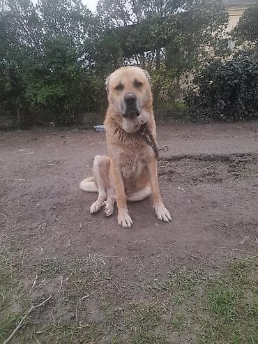Salam tecili satllır 3 yaş 7 ayllxdı heyvana söz yoxdur isdiyen