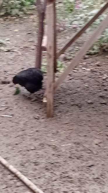 heyratı o şamo: Toyuq, Australorp, Damazlıq, Ünvandan götürmə — 7