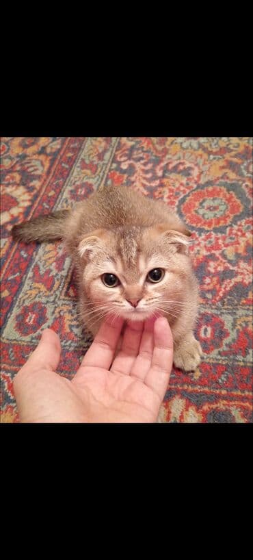 VAZ (LADA): Qızıl şinşilla, Erkək, Yaxşı əllərə, Ödənişli çatdırılma — 1