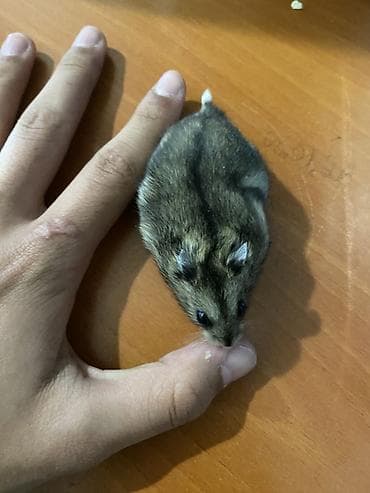 cuce ucun su qabi: Dwarf hamsterlər üçün tam dəst qəfəs(3 xamyak +qəfəs(çarx,yem qabı,su — 5