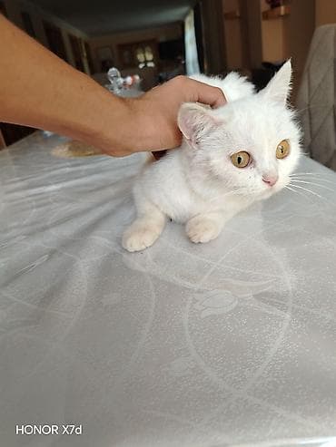 Кошки: Ağ tüklü sarı göz Van Kedisi cinci ev pişiyi - Tam ağ rəngli, yumşaq — 2