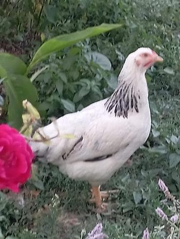 qizil qus: Tam sağlam saf qan serebirstder vaksinleri vurlub 5ayliqdirlar( — 3