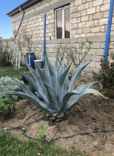 orxideya gülü qiyməti: Aqava (Agave) dekorativ bitki - Növ: böyük 1,25 sm hundurluyunde — 1