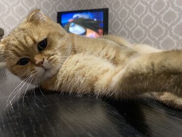 голд шиншилла: Qızıl şinşilla, Erkək, Cütləşmə üçün — 4