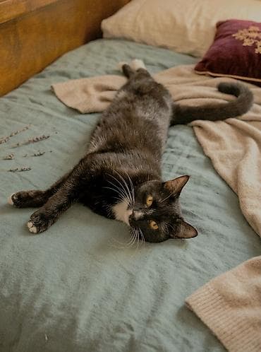 Erkək, Yaxşı əllərə