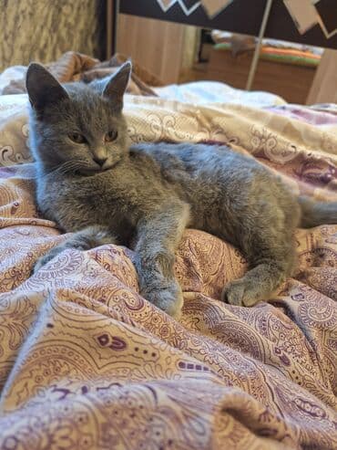 pişik cütleşdirme: Erkək, Dişi, Yaxşı əllərə, Ünvandan götürmə — 3