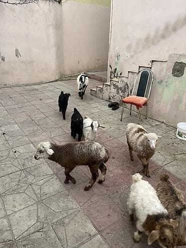 Другие с/х животные: Çəpişlər hamısı ən xırdasınnan böyüyünə qədər süd əmən heyvanlardı — 10