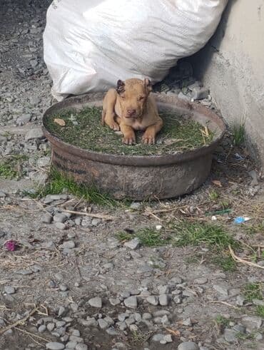 ucuz pitbul: Pitbul — 2