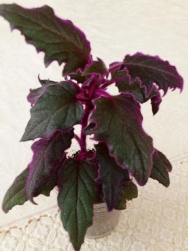 xoruz otu bitkisi: Гинура — 2