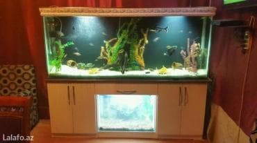 heyvanlar: Akvarium-şkaf, 1000 l — 8