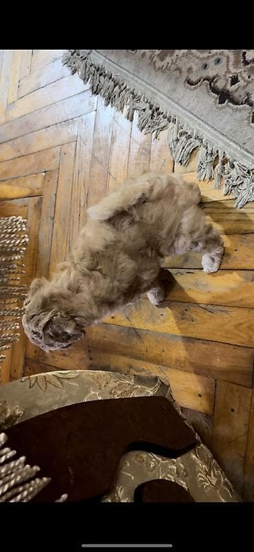 poodle: Pudel, Erkek, Ünvandan götürmə, Ödənişli çatdırılma — 5