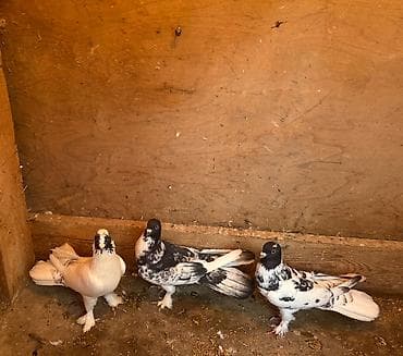 Göyərçinlər: Tecili satilir yer olmadigi ucun hamisi damazliq quwlardi goz — 2