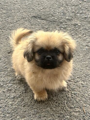 it yuvasi: Pekines, 2 ay, Dişi, Peyvəndli, Rayonlara çatdırılma — 2