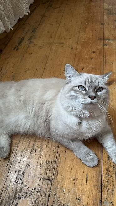 pişiylər: Şotland uzun tüklü, Erkək — 2