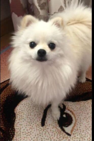 İtlər: Bulteryer, 3 ay, Dişi, Sənədli, Ödənişli çatdırılma — 1