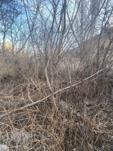 xacmaz plan satir: 12 sot, Tikinti, Makler, Kupça (Çıxarış) — 4