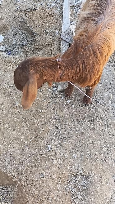 donuz satisi: Nubian tipli qəhvəyi ana keçi və onun balası satılır. Helep ana bala — 4