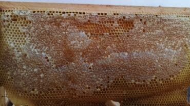 Şirniyyat məhsulları: Məhsul: Şan balı (tam təbii, dilimlənmiş) Təsvir: Şəkinin həm dağ — 3