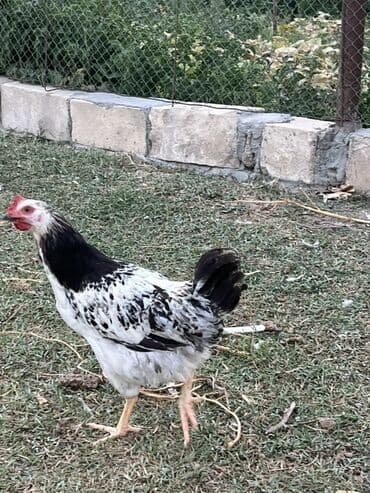 simmental inək cinsi: Курица, Для яиц — 3