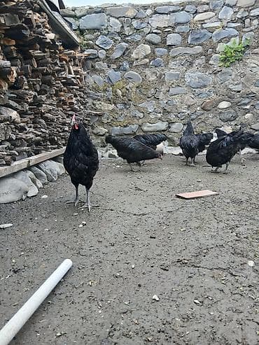 broyler toyuq: Avstrolorp cinsine mexsus 2 ay yarimliq hazir tam saglam qurd dermani — 2