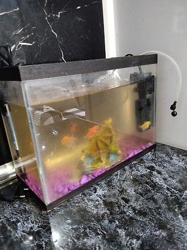 Akvariumlar: Akvaryum dəsti 3baliq - Şüşə akvaryum: ölçülər təxmini 30 sm (eni — 7