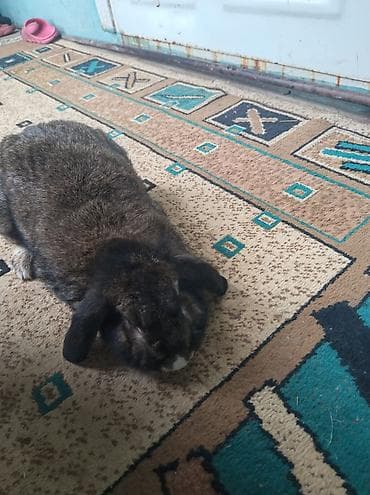 bala dana: Ev dovşanı – lop qulaq (aşağı sallanan qulaqlar) - Cins: Lop qulaq — 3