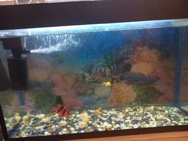 baliq tutmaq ucun yem: Balıqlar — 1