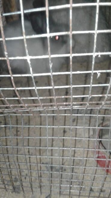 karlık dovsan: Holland karlik dovsan 2dene — 2