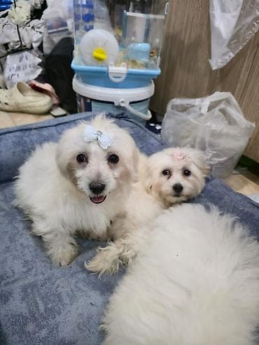 pişik sekilleri: Yaxşı əllərə — 4