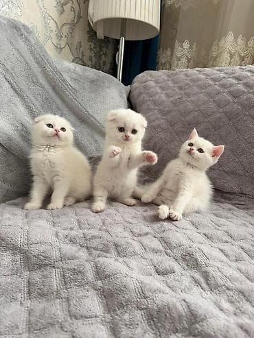 Şotland yastı qulaq