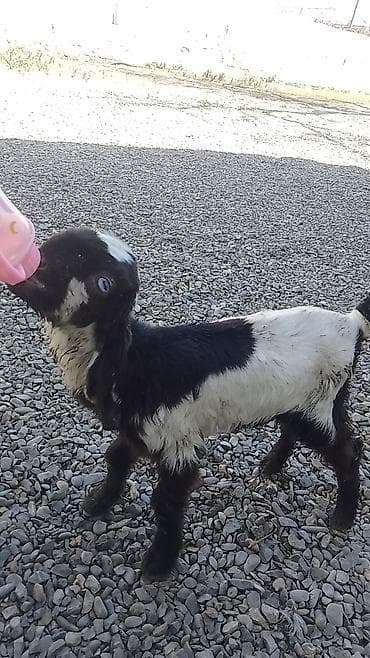 Temiz qan helem keçisinin balasi satılır.200manat