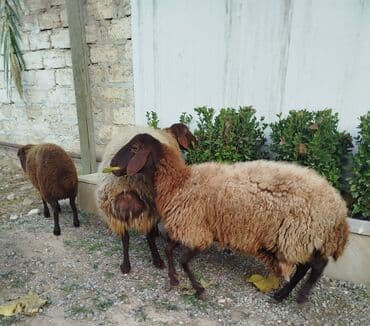 ev heyvanları adları: SalamQala qoyunları satılır. bir ana bala bir tek qoyun. quzu disidi — 3