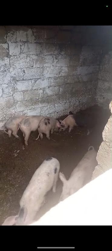 Məhsul: Donuz balaları (şahinli, ləkəli və açıq rənglərdə)biri 150m