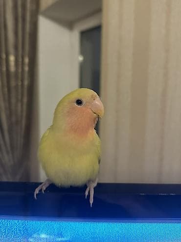 ‼️QİYMƏTƏ QƏFƏS, YUVA DAXİLDİR‼️ Sarı Sevda quşunun qanadları və