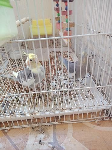 www.toyuq ve cuce yem qablari: Nimfa (cockatiel) cütlüyü 0507335513 whatsapp - Növ: Nimfa — 2