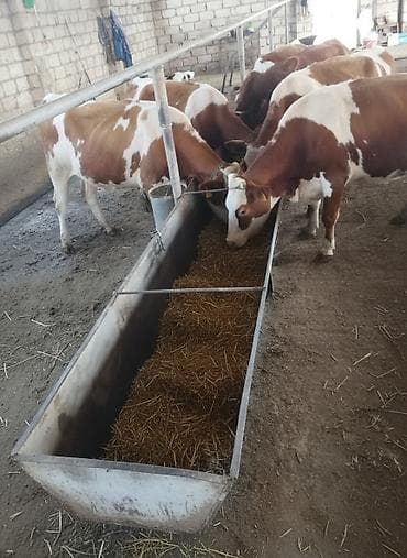 mida kiraye ev: 3 otaqlı, 120 kv. m, Kredit yoxdur, Orta təmir — 1