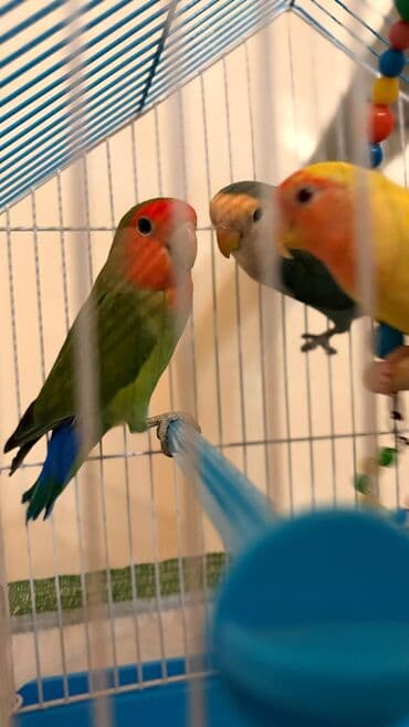 hələb kecilərin qiyməti: Korella Karella tutuqusu papuqay sevgi quşu nerazlucnik valnist 14 — 18