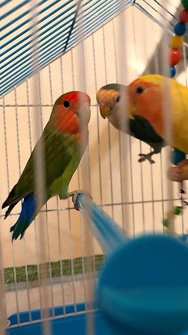 qırğı quşu: Nerazlucnik tutuquşu sevgi quşu erkey disi 2 eded erkey disi Temiz — 6