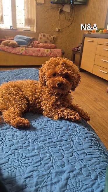 Pudel, 2 ay, Sənədli lalafo.az -da Pudel, 2 ay, Sənədli