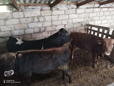 qoyun mal: 5 erkek heyvan cins tövlə şəraitində saxlanılir etlkdi. Vatsap aktifdi — 3