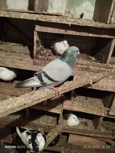 Digər heyvanlar: Tutulmadır.cavandir.erkək mayaliği bildirmir.Rəngi açiq göydü.12-13 — 1