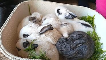 pisiy satisi: Yerli balalar. Tek ve top. Sekildekiler ve digerleri movcutdur — 2