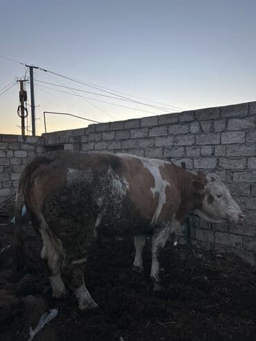 inek qiymetleri: Etik simentali — 2