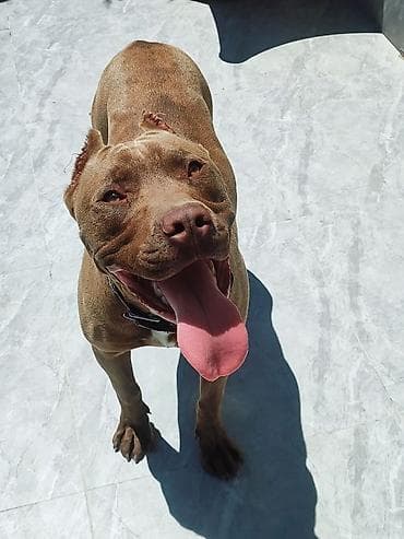 heyvanlar: Pitbul, 8 ay, Erkek, Ünvandan götürmə — 1