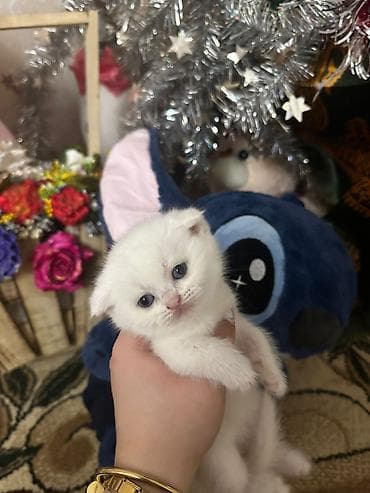 at balası: Ağ rəngli balaca pişik balası - Rəng: tam ağ, yumşaq və sıx tüklü - — 3