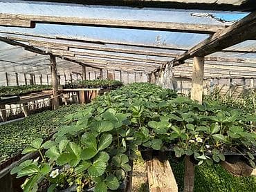 Çöl bitkiləri: Məhsul: Fidan və tinglər (istixana yetişdirilməsi) Təsvir: - Peşəkar — 2